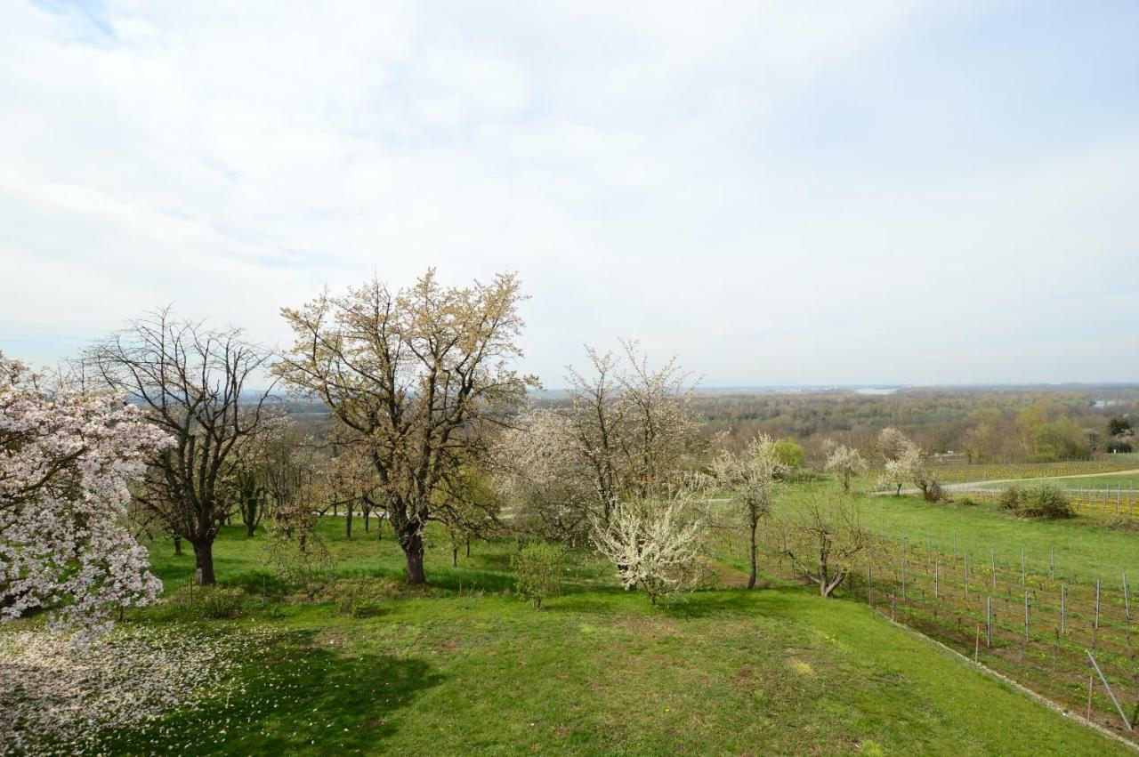Ferienwohnung Rheinblick Bad Bellingen Kültér fotó